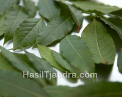 Bay Leaves