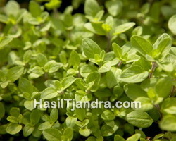 Marjoram