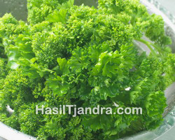 Parsley/Peterseli