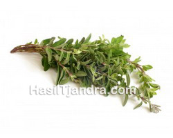 Thyme